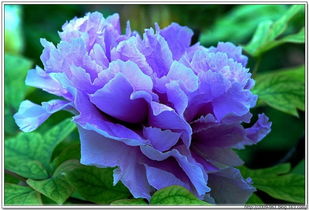 花中双绝 王者牡丹与仙姿芍药