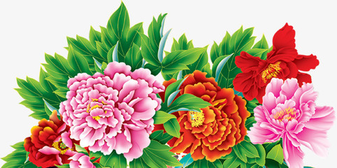 牡丹花开富贵图 免费高清PNG素材，点缀你的创意设计