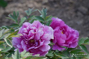 国色天香之源 牡丹12号苗木的培育与鉴赏