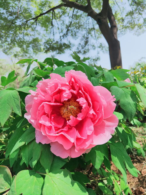 粉色牡丹华 徜徉芍药花海