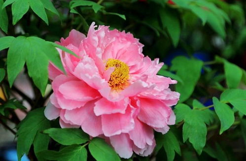 养花小技巧 牡丹不开花，一个小动作换来一片牡丹海