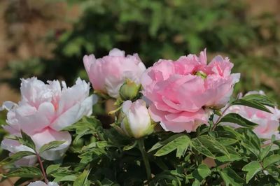 合涧镇 洪谷牡丹香满园，芍药争艳春意浓