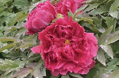 长清金箭山赏花节周六开幕 万株牡丹争奇斗艳