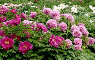 西安周边5月赏花地图 夏初赏遍古城繁花苗木