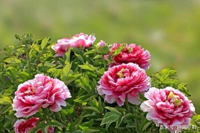 国色天香 牡丹与芍药的华美竞放