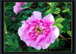 学拍牡丹 如何用镜头捕捉国色天香之美