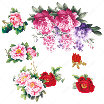 国色天香话牡丹 花卉素材中的王者风范