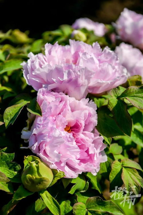 600岁“牡丹王”迎春绽放，第二十届普宁牡丹花会静待君来